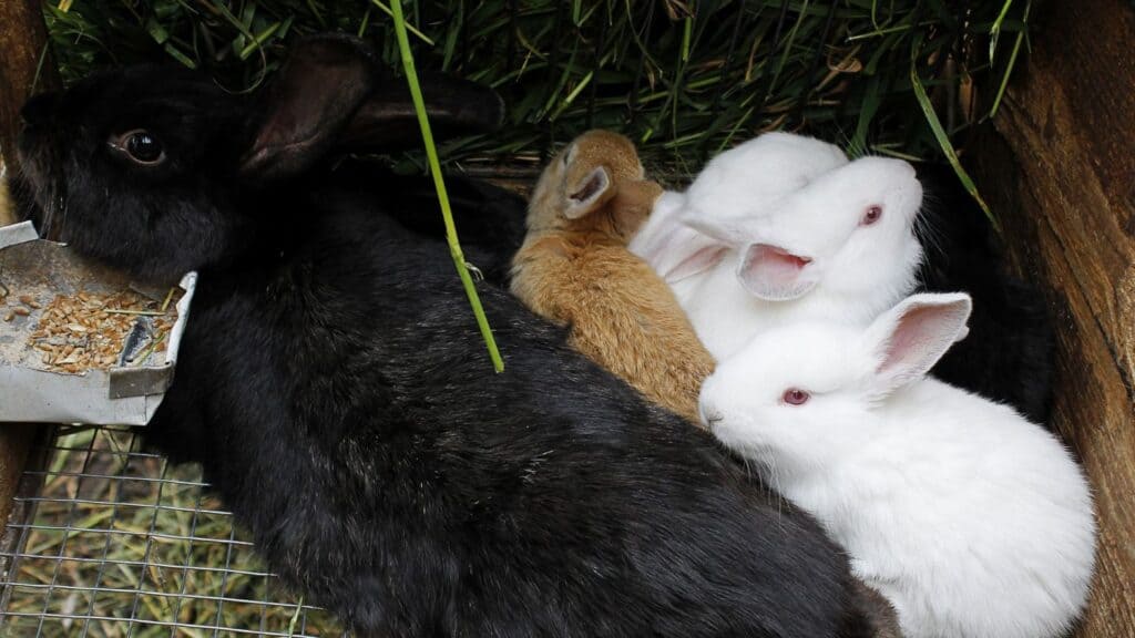 สัตว์เศรษฐกิจ - กระต่ายเนื้อ