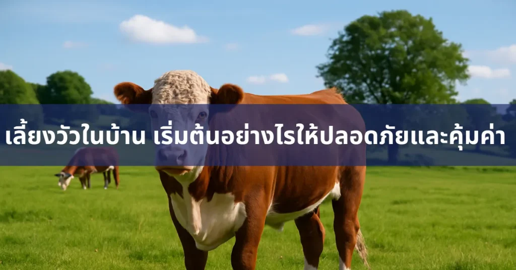 เลี้ยงวัวในบ้าน: เริ่มต้นอย่างไรให้ปลอดภัยและคุ้มค่า