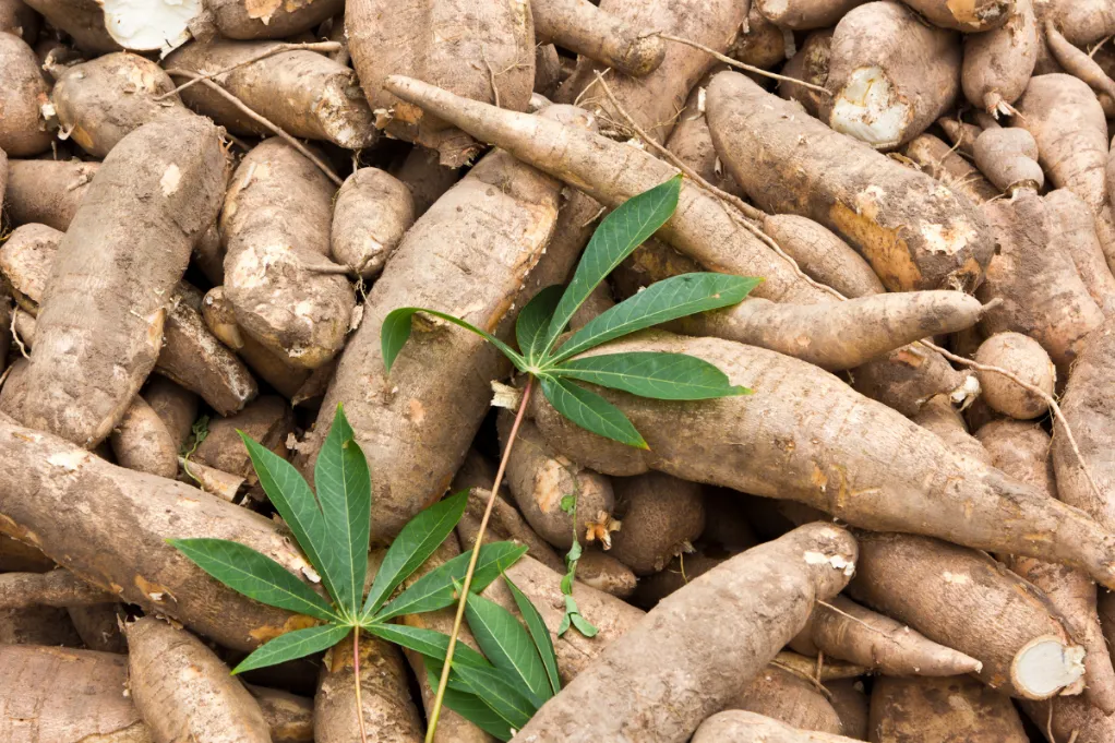 มันสำปะหลังสดหลังการเก็บเกี่ยว วัตถุดิบสำคัญในการส่งออกและผลิตแป้งมันในอุตสาหกรรมโลก