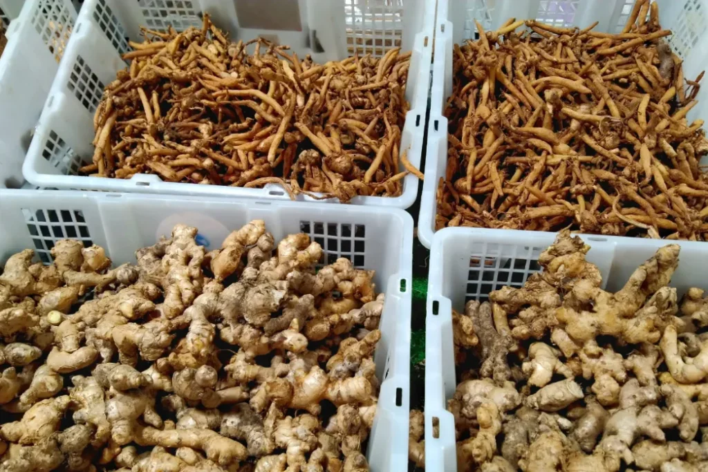 สมุนไพรไทยสดและแห้ง เช่น ขิง ข่า กระชาย ที่บรรจุในตะกร้าสำหรับตลาดส่งออกที่เติบโตในปี 2569