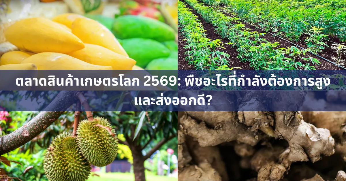 ภาพรวมของพืชเศรษฐกิจไทย ได้แก่ ทุเรียน มะม่วง มันสำปะหลัง และสมุนไพร ที่กำลังเป็นที่ต้องการในตลาดโลกปี 2569