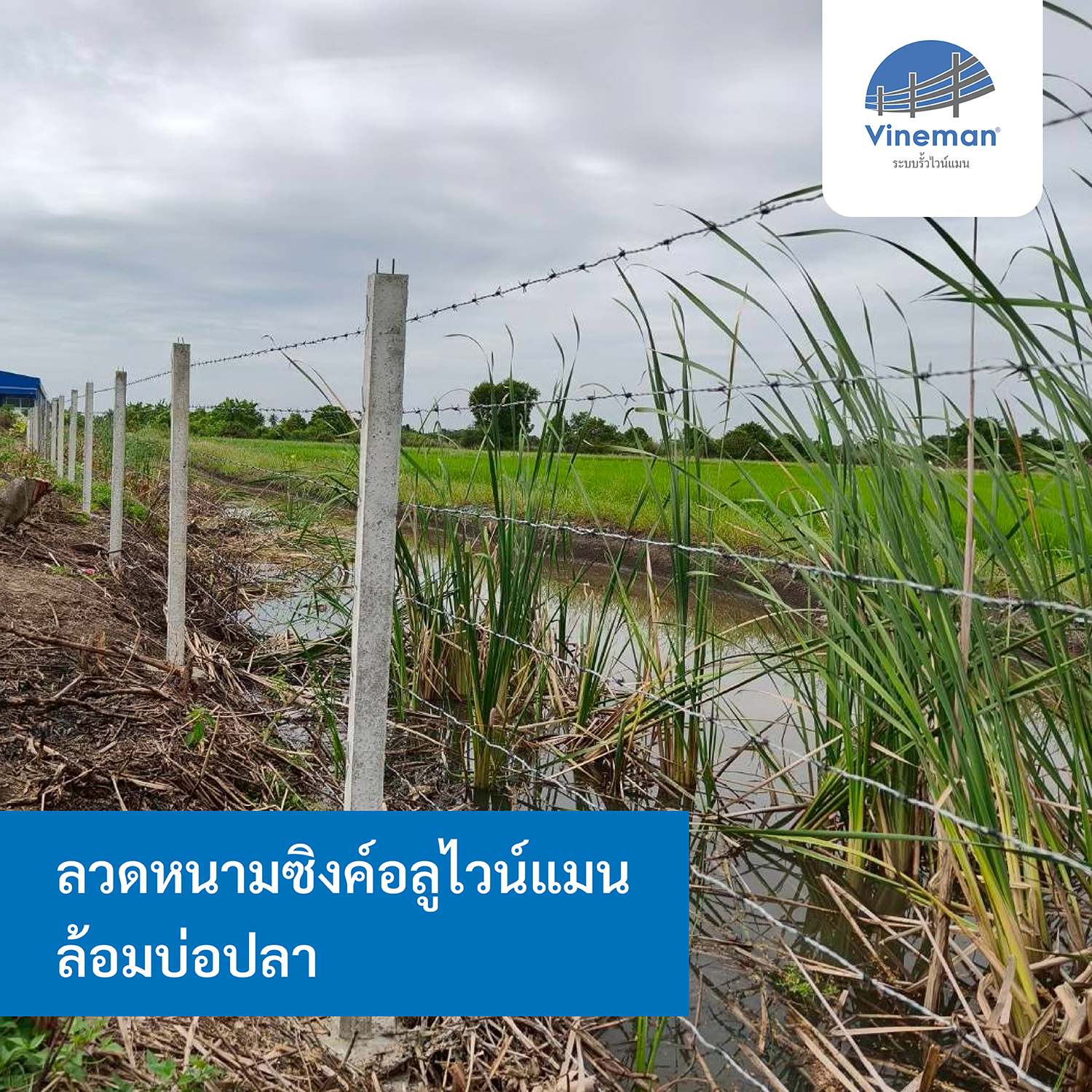 ลวดหนามซิงค์อลูไวน์แมน ล้อมบ่อปลา