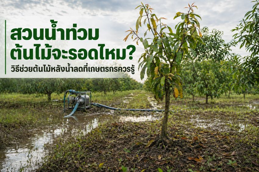 สวนน้ำท่วมหลังฝนตกหนัก มีน้ำขังบริเวณโคนต้นไม้และเครื่องสูบน้ำช่วยระบายน้ำออกจากสวน